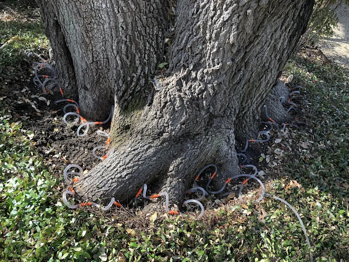 Detailed Tree Cabling and Bracing job site in Eglin Afb