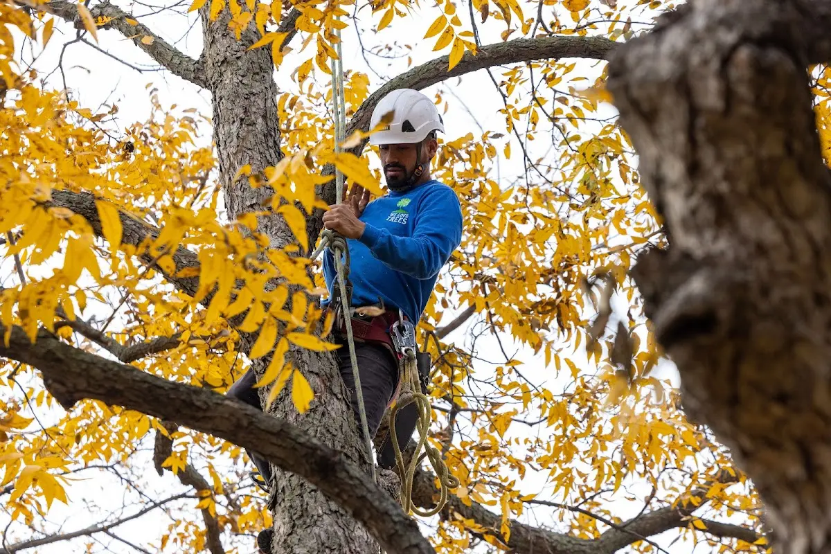 Skilled Storm Damage Cleanup crew working in Eglin Afb