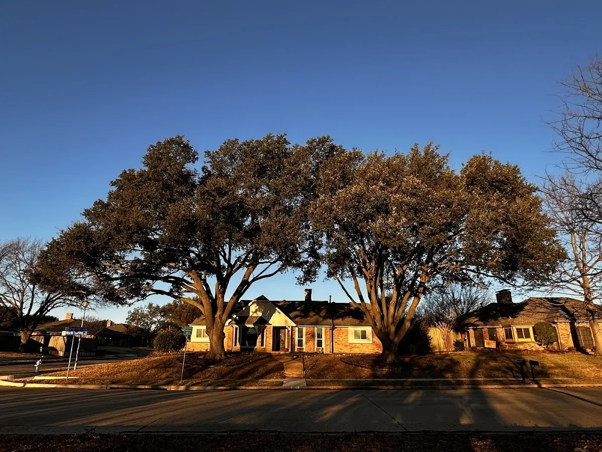 Established residential canopy tree shading a home in Eglin Afb